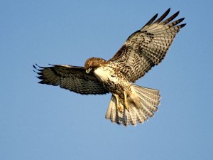 red-tailed-hawk_681_600x450